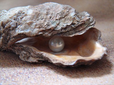 muschel Image by günter from Pixabay oyster-1327311.jpg